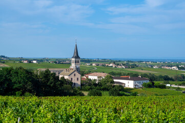Fototapeta na wymiar Paysage de vignoble autour du village de Chénas dans le Beaujolais dans le département du Rhône en france en été