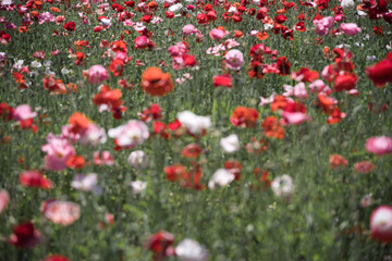 一面に広がる赤い花畑