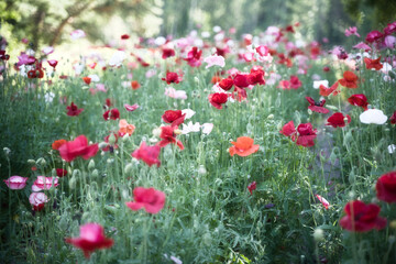 一面に広がる赤い花畑