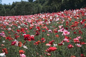 一面に広がる赤い花畑