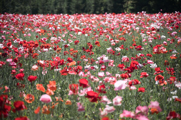 一面に広がる赤い花畑