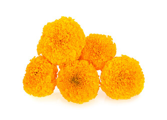 marigold flower on white background