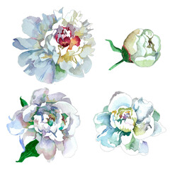 White peonies and bud watercolor isolated on white background set for all prints.