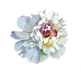 Obraz na płótnie Canvas White peony watercolor isolated on white background botanical illustration for all prints.