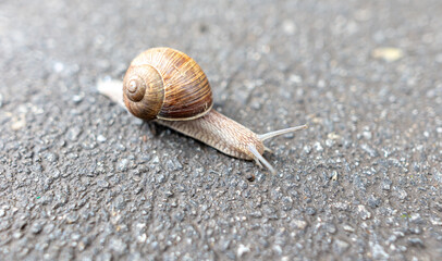 The snail is crawling on the asphalt