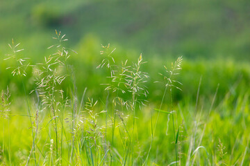 Spikelets on the green grass in summer.
