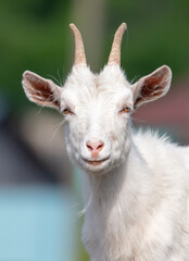 Portrait of a goat on the farm.