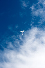 Colorful Kites flying over the sky