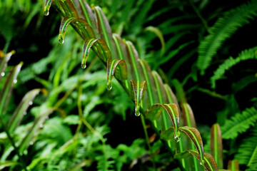 Fern leaves soaked in dew in the morning