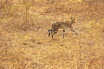 Tanzania, Serengeti park – Savannah cat.