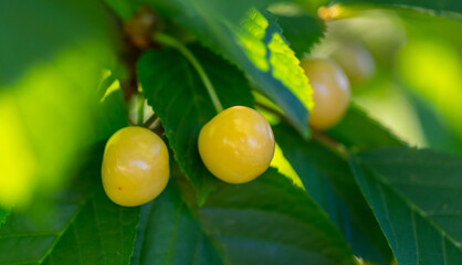 Yellow ripe cherry on a tree branch.