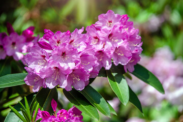 pink rhododendron blooms in the Botanical garden
