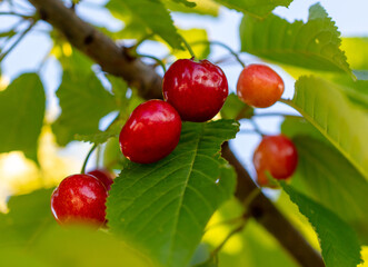 Red ripe sweet cherry on a tree branch.