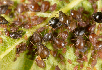 Close-up of aphids on a green leaf.