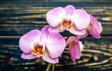 A branch of purple orchids on a brown wooden background
