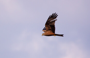 Eagle in flight against the blue sky.
