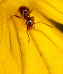 Close-up of an ant on a yellow flower in nature.
