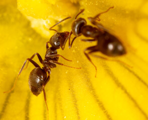 Close-up of an ant on a yellow flower in nature.