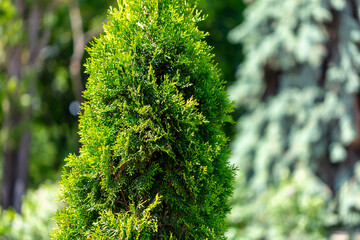 Coniferous tree branches in the  park.