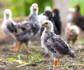 Portrait of a little chicken on the farm.