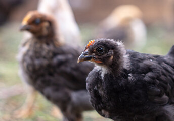 Portrait of a little chicken on the farm.