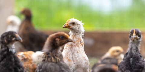 Portrait of a little chicken on the farm.