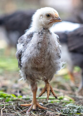 Portrait of a little chicken on the farm.