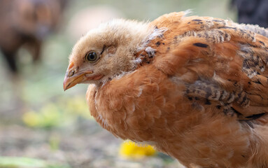 Portrait of a little chicken on the farm.