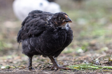 Portrait of a little chicken on the farm.
