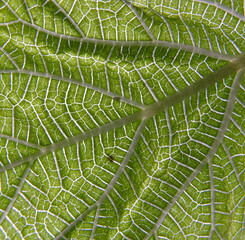closeup photo of plant leaf veins pattern