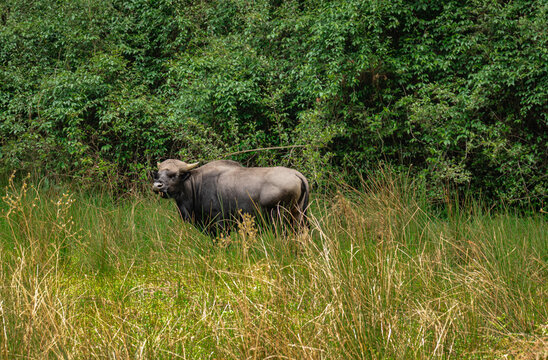 gayal also know at mithun in forests at day from flat angle