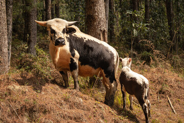 Obraz na płótnie Canvas gayal also know at mithun with her calf in forests at day from flat angle