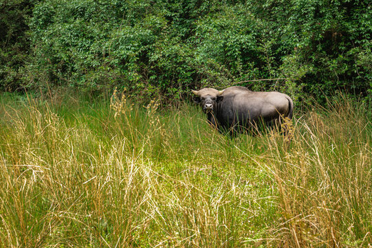 gayal also know at mithun in forests at day from flat angle
