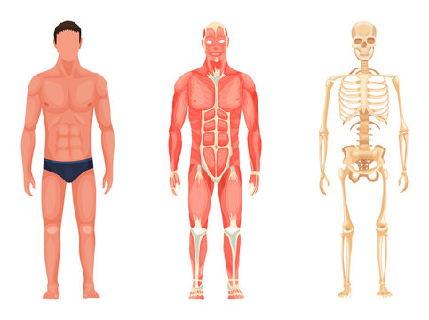 Human anatomy. Full lenght front view of standing man in underwear, muscular system and skeleton. Medical education chart for educational poster