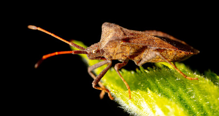 Close up portrait of bed bug on a leaf.