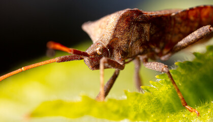 Close up portrait of bed bug on a leaf.