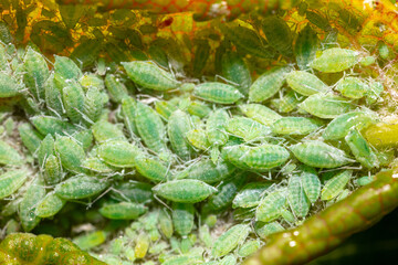 Close-up of aphids on a tree leaf.