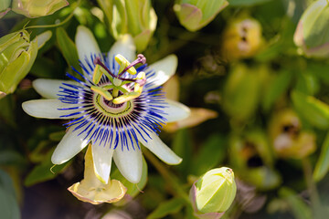 Passiflora incarnata, commonly known as maypop, purple passionflower, true passionflower, wild...