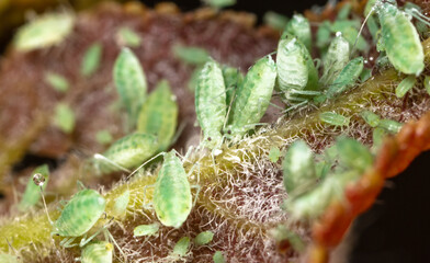Close-up of aphids on a tree leaf.