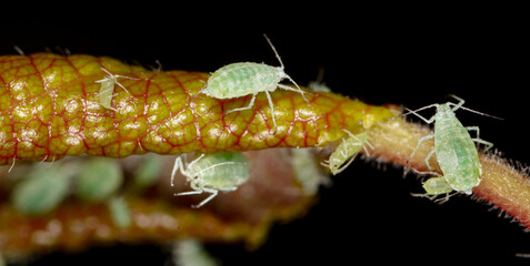 Close-up of aphids on a tree leaf.
