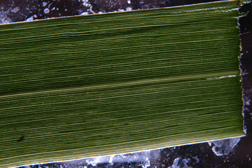 closeup photo of plant leaf veins pattern
