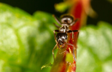 Close-up of an ant on a tree leaf.