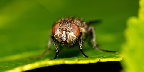 Close-up of a fly on a tree leaf.