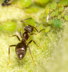 Close-up of an ant and aphid on a tree leaf.