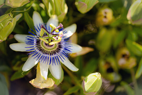 Passiflora incarnata, commonly known as maypop, purple passionflower, true passionflower, wild apricot, and wild passion vine