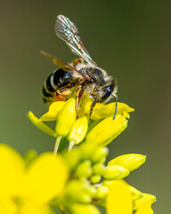 Close-up of a bee on a yellow flower.