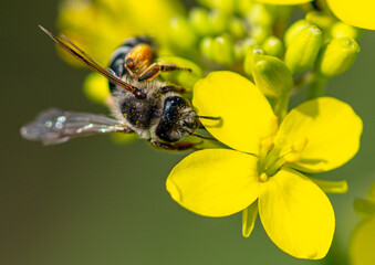 Close-up of a bee on a yellow flower.