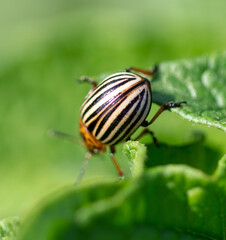 Close-up of Colorado potato beetle on potato leaves.