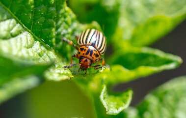 Close-up of Colorado potato beetle on potato leaves.