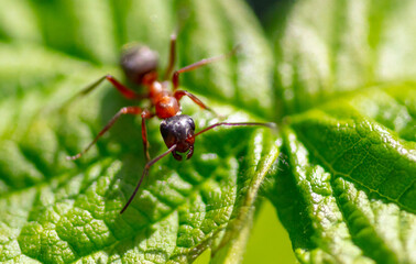 Close-up of an ant on a tree leaf.